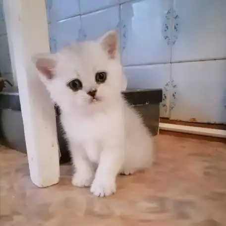 Британские серебристые короткошерстные котята, фотография 5