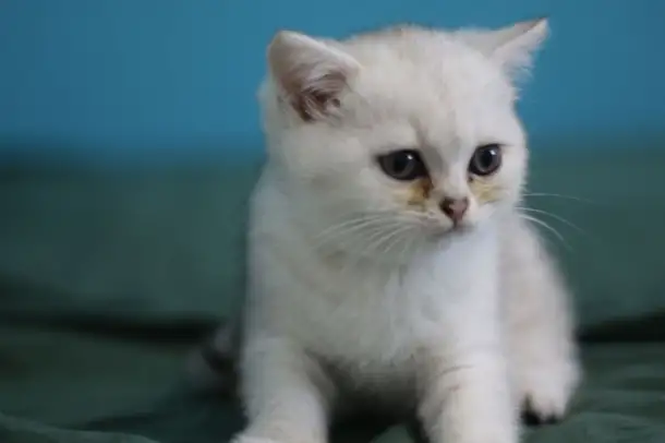 Шотландские котята, фотография 7