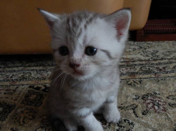 Котенок, фотография 1
