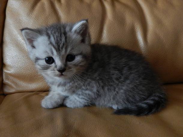 Котенок, фотография 2
