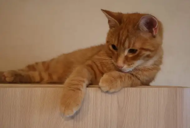Домашний котенок 4 мес. Любит спать на ручках, добрый, очень нежный, фотография 1