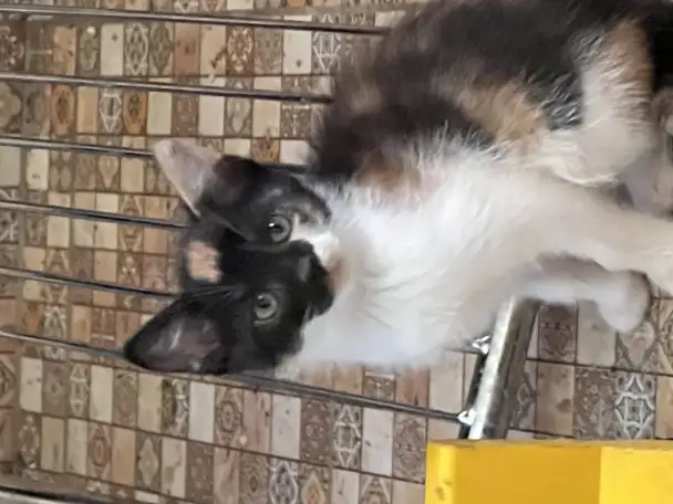 Дарю котят, фотография 3
