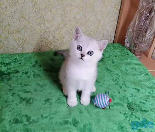 Британские котята, фотография 4