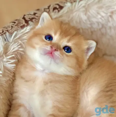 ЗОЛОТАЯ ШИНШИЛЛА шотландские котята, фотография 5