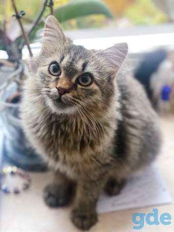Котик ищет дом, фотография 1