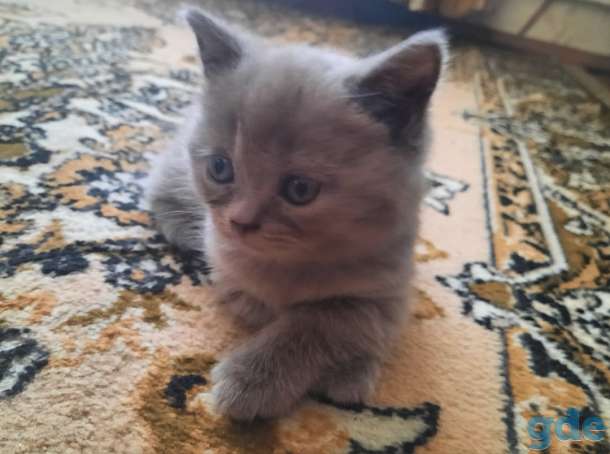 Британские котята, фотография 2