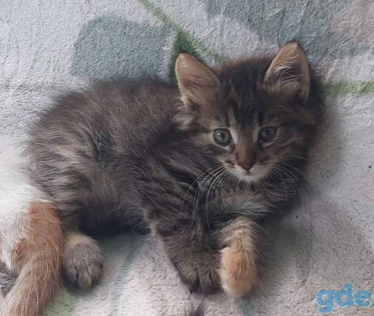 Котята В хорошие руки, фотография 3