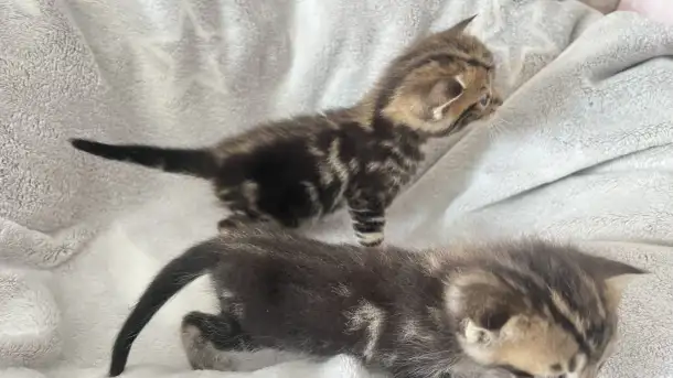Котята помесь папа Мейн-Кун мама Шотландская скоттиш-страйт, фотография 6