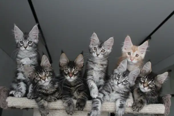 Котята мейн кун!, фотография 1