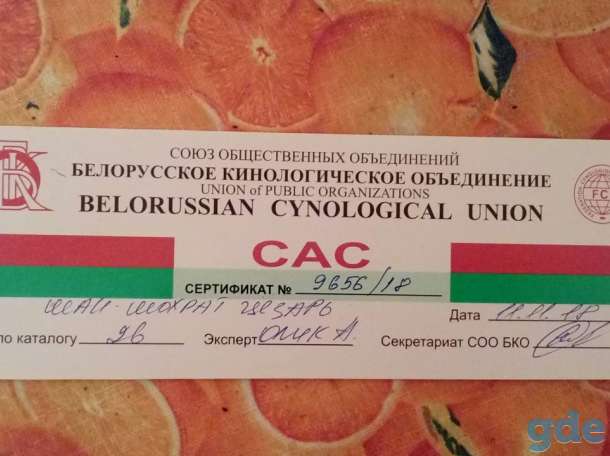 Щенки черного окраса, фотография 10