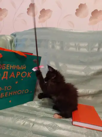 Мейн-кун девочка, фотография 8
