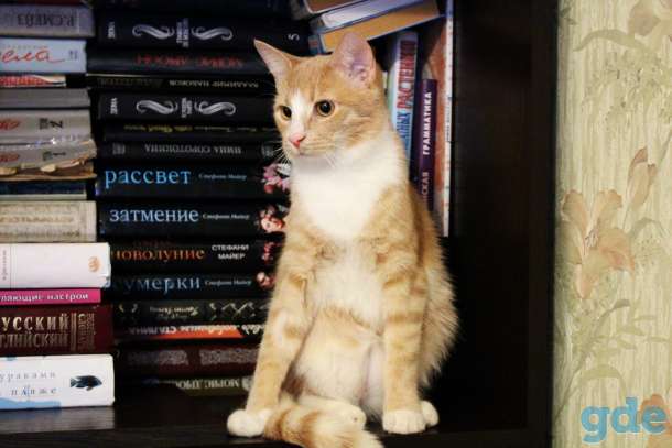 Котик-подросток Ярик в добрые руки, фотография 2