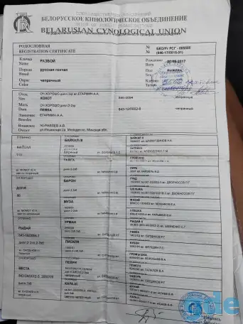Щенки русской гончей, фотография 2