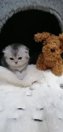 Котята шотландские вислоухие, фотография 7