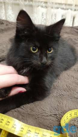 Котенок ищет дом, фотография 2