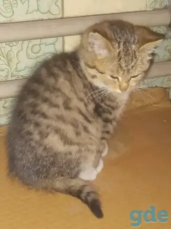Отдам котенка в хорошие руки, фотография 5