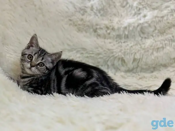 Скоттиш страйт, кошечка, котенок, окрас SFS 71 ns22, мрамор на серебре, фотография 2