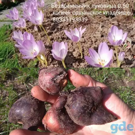 Безвременник, Хризантема, Георгины, Астры, Лилии, фотография 3