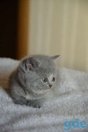 Британские котята, фотография 2