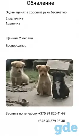 Шенки, фотография 1