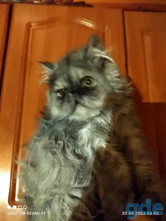 Персидский мальчик Зайчик. Персы. Котята., фотография 9
