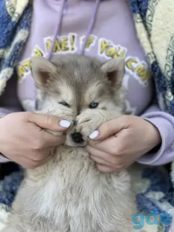 Сибирские хаски, фотография 2