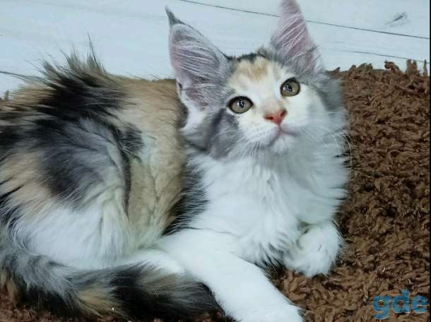 Продам котенка мэй куна, фотография 1