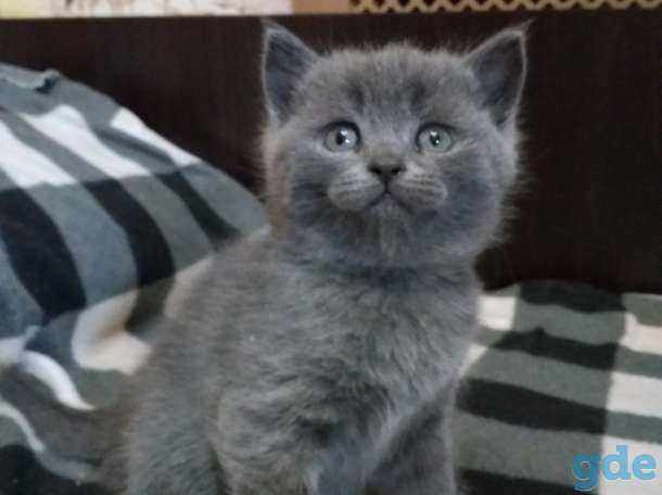 ШОТЛАНСКИЕ КОТЯТА, фотография 4