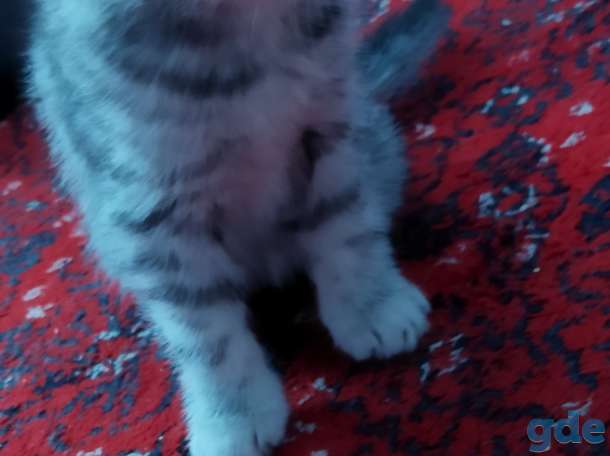 Шотландские котята, фотография 3
