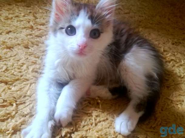Хорошенькая кошечка в добрые руки, фотография 4