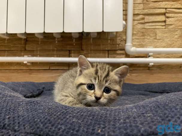 Котята, фотография 1