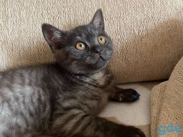 Британский короткошерстый котенок, фотография 6