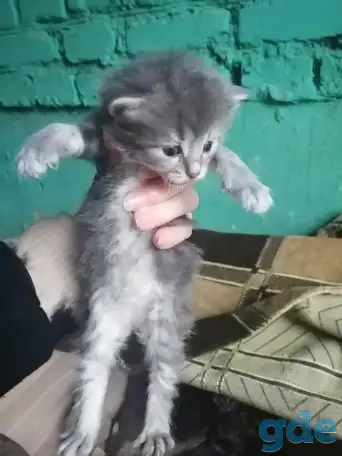 Котята ищут дом, фотография 2
