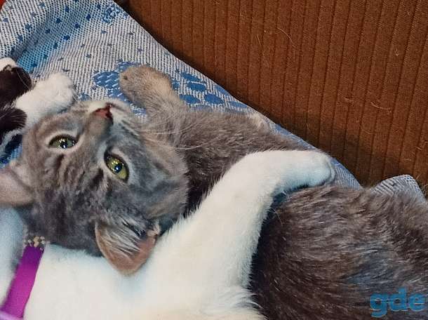 Котенок в надёжные руки, фотография 7