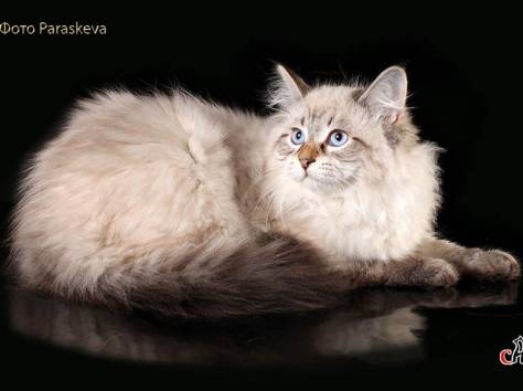 Замечательный подарок к Новому году – котенок !, фотография 1
