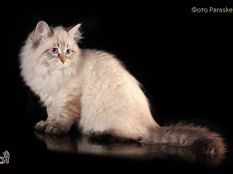 Замечательный подарок к Новому году – котенок !, фотография 2