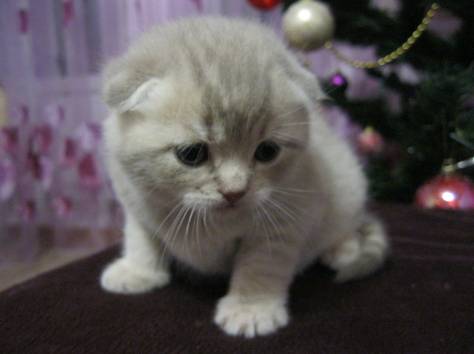 шотландские вислоухие котята, фотография 1