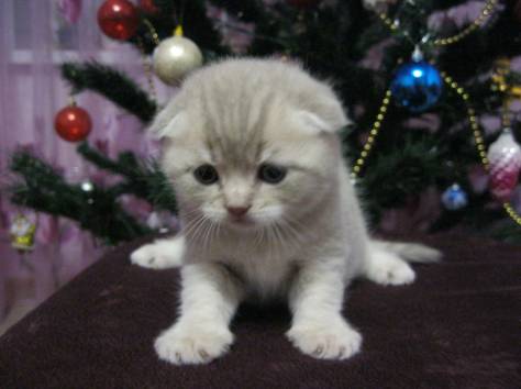 шотландские вислоухие котята, фотография 3