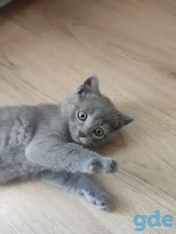 Британский котенок голубого окраса., фотография 1