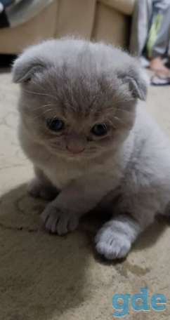 Котята, фотография 1