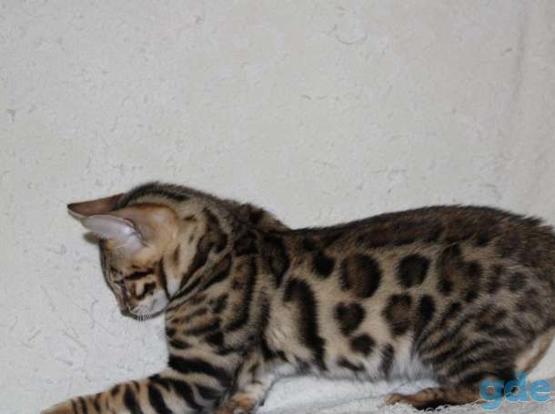 Бенгальские котята, фотография 3