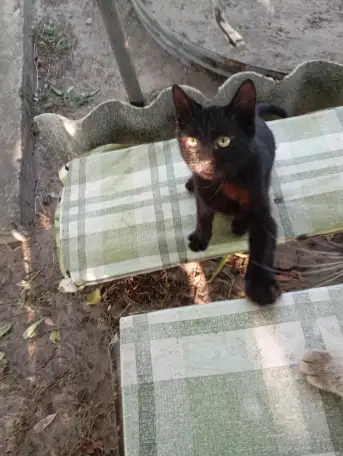 Котенок в дар, фотография 1