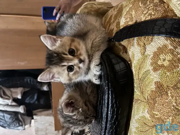 Шотландские вислоухие котята, фотография 3