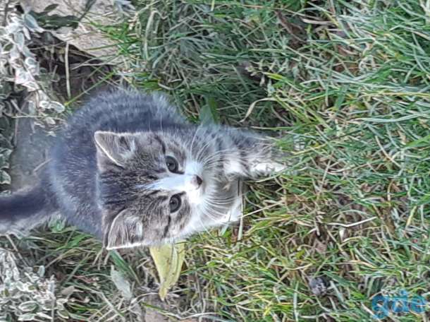 Кошка и котенок ищут дом, фотография 2
