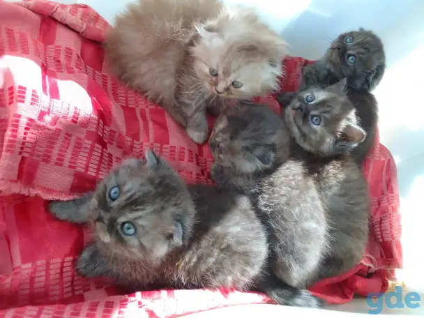 Шотландские котята, фотография 4