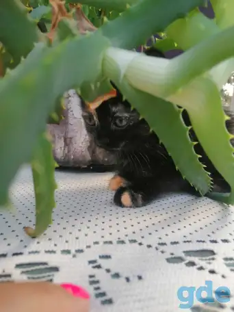 Котенок кошечка 1,5 мес Тигровый окрас, фотография 2