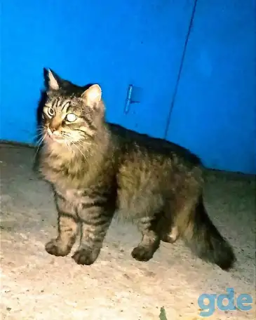 Огромный и очень ласковый львёнок., фотография 6
