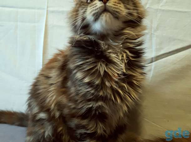 Котята Мейн Кун, фотография 3