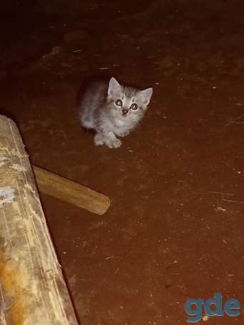 Котенок ищет дом или передержку срочно, фотография 2