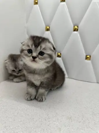 Шотландские котята, фотография 3
